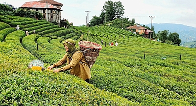 Çay deyince aklımıza Rize gelir