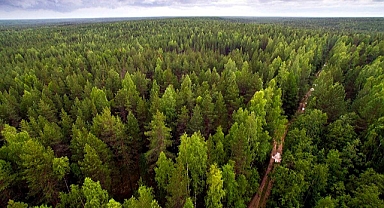 Rusya, dünyada en geniş orman alanına sahip ülke
