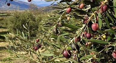 Çanakkale’nin En Ünlü 2. Zeytin Üretim Bölgesi: Ezine